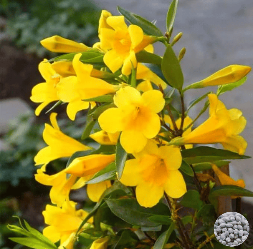 🌸 Jasmine Potted Plant